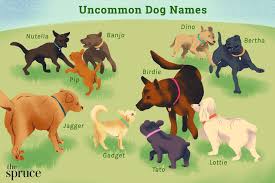 Lila — a fitting name for a fluffy pet. 76 Uncommon Dog Names