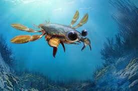 Image result for Crabbea nana