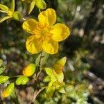 Image result for Ochna pulchra