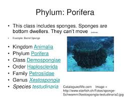 Animal Classification Ppt Download