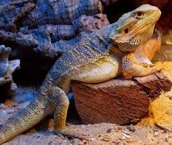 How To Make Your Overweight Bearded Dragon Lose Weight