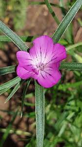 Image result for Agrostemma githago