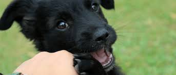 Garlic is a natural flea repellent. How To Stop Fleas From Biting Me And My Dog Chem Free Blog