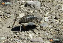 Mormon Cricket