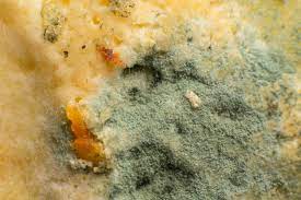 Maybe you would like to learn more about one of these? Muffa Cancerogena Come Riconoscerla E Cosa Fare Murprotec It