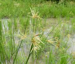 Image result for Cyperus articulatus