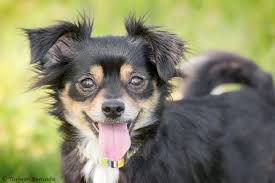 Januar geboren sie sind geimpft und entwurmt. Luna Chihuahua Mischling Im Tierheim Karlsruhe