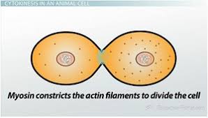 Check spelling or type a new query. Cytokinesis Animal Versus Plant Cells Video Lesson Transcript Study Com