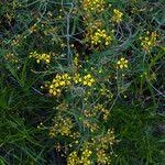 Image result for Janusia