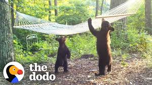Best hammock design innovating comfort for all. Woman Buys New Hammock For Bear Family In Her Yard The Dodo Youtube