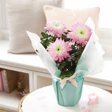 Check spelling or type a new query. Aldi Unveils Beautiful Mother S Day Flower Range And Prices Start From Just 1 99 Mirror Online