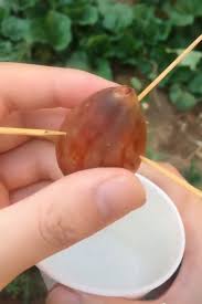 Orchard Ideas Video Fruit Garden Plant Hacks Plants