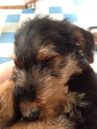 Airedale Puppy Airedale Puppy Wire Haired Dachshund Patterdale Terrier
