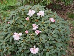 Rhododendron Pachysanthum Rhododendron Plants Shrubs