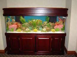 Nice Salt Water Aquarium Set Up Aquarium Kayu Minimalis