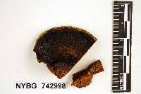 Image result for Phellinus rimosus