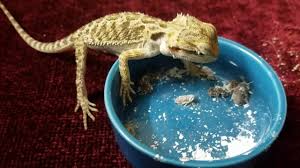 Baby Bearded Dragon Variety Pack | Dubia.Com