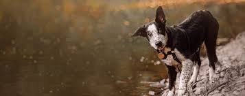 Boarding, grooming, doggy daycare, pet training & pet supplies. Welcome To Pet Doctor Your Family Veterinarian In Tucson