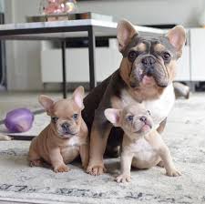 Mini french bulldogs provide endless hours of amusement and affection. All About The Bulldog Pups Size Bulldogslovers Englishbulldog Bulldogspuppies English Bulldog Puppies Bulldog Puppies French Bulldog Puppies