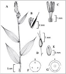 Image result for Olyra latifolia
