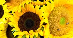 Love Sunflowers Favorite Happy Flowers Beautiful Flowers Love Flowers