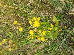 Image result for Crepis urundica