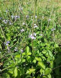 Image result for Stachytarpheta jamaicensis