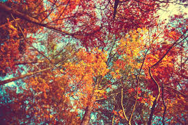 Autumn Aesthetics Macbook Wallpapers Wallpaper Cave