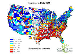 Does my dog need heartworm medicine? Companion Animal Parasite Council Heartworm
