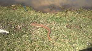 The water moccasin snake is what most people refer to as the cottonmouth snake. I Came Across A Dead Water Moccasin Youtube