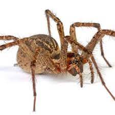 Young juvenile spiders of most families disperse by sending out a swath of silk threads that may be over a meter in length, susan riechart, a professor at the university of tennessee knoxville and. 10 Interesting Facts About Wolf Spiders In Tennessee