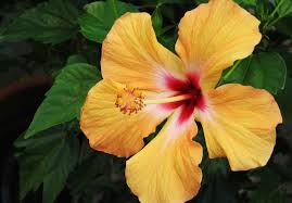 Image result for Hibiscus