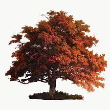 Vintage Oak Tree Illustration Transparent Png Premium Image By Rawpixel Com Eyeeyeview