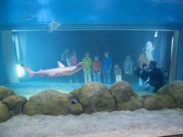 What S New At Zoos And Aquariums In 2015 Aquarium Zoo Kid Friendly Getaways