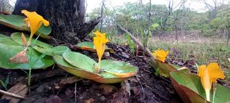 Image result for Bonamia spectabilis