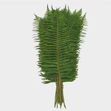 Check spelling or type a new query. Dagger Fern Greens Wholesale Blooms By The Box