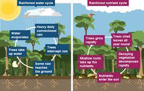 What Are The Characteristics Of The Tropical Rainforest Hbk Portal