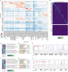 Mike g howell, michael howell. A Cell Atlas Of Chromatin Accessibility Across 25 Adult Human Tissues Biorxiv