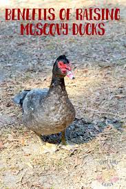 Ducks may feed on leeches, which can help to keep their populations low. Benefits Of Raising Muscovy Ducks Three Little Goats