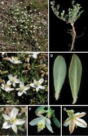 Image result for Glinus