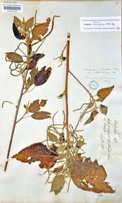 Image result for Acalypha caperonioides