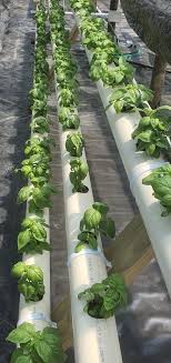 Your basil sale stock images are ready. Basil Price Per 1 Kg Basil For Sale Buy Basil
