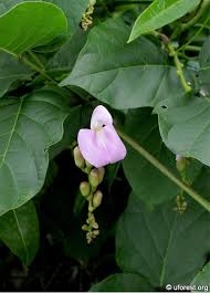 Image result for Canavalia cathartica