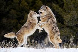 Want to discover art related to wolf? Trump Officials End Gray Wolf Protections Across Most Of U S