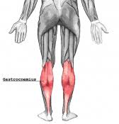 The soleus is a smaller, flat. Gastrocnemius Physiopedia