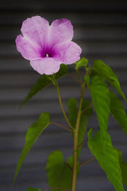 Image result for Ipomoea carnea