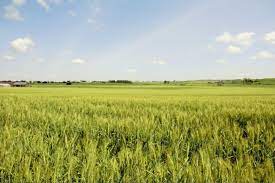By 2019, the country's production fell by 13% or 8 mln t, with average yields remaining high at 3.5 t/ha. Hugo Wood Wheat Farming In Kenya Story Cropnuts