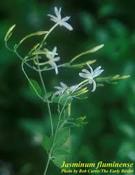 Image result for Jasminum fluminense