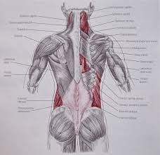 08 back muscles label diagram quizlet. Notes On Anatomy And Physiology The Thoracolumbar Fascia