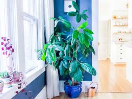 Keep in mind that even the dwarf varieties may grow to 10 feet tall. Umbrella Plant Care How To Grow Maintain Umbrella Plants Apartment Therapy
